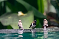 Lonchura leucogastroides