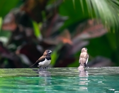 Lonchura leucogastroides