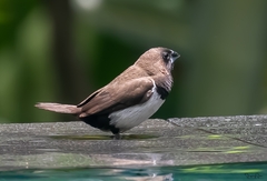 Lonchura leucogastroides