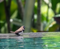 Lonchura leucogastroides