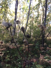 Crepis sibirica