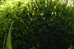 Leptostomum macrocarpum