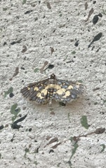 Eurrhyparodes bracteolalis