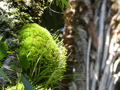 Leptostomum macrocarpum