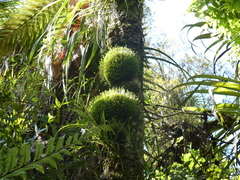 Leptostomum macrocarpum