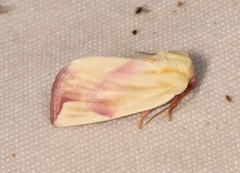 Thurberiphaga diffusa