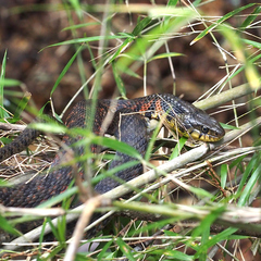 Rhabdophis tigrinus tigrinus