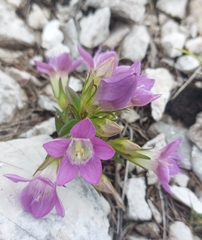 Gentianella aspera