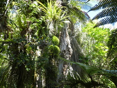 Leptostomum macrocarpum