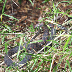 Rhabdophis tigrinus tigrinus