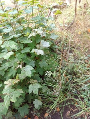 Acer pseudoplatanus