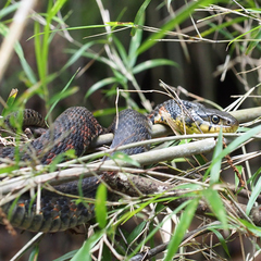 Rhabdophis tigrinus tigrinus