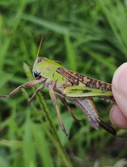 Locusta migratoria