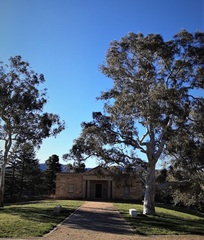 Eucalyptus mannifera