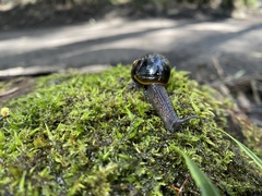 Victaphanta compacta