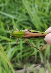Locusta migratoria