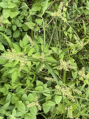 Cyperus pilosus