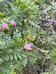 Boronia alata
