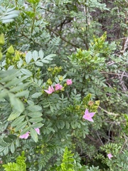 Boronia alata