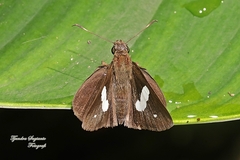 Notocrypta paralysos