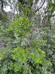 Boronia alata