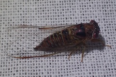 Palapsalta