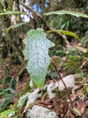 Solanum prinophyllum
