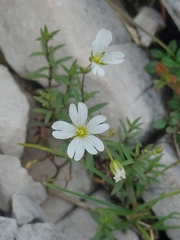 Cerastium carinthiacum