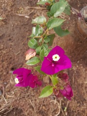 Bougainvillea spectabilis