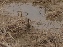 Acrocephalus melanopogon