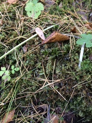 Plagiomnium cuspidatum