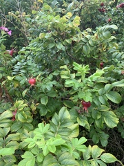 Rosa rugosa