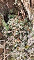 Cladonia pyxidata