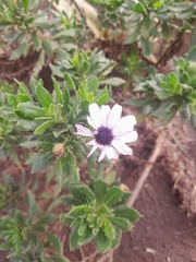 Dimorphotheca ecklonis