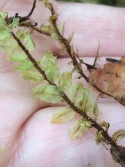 Plagiomnium cuspidatum