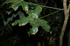 Brachychiton acerifolius