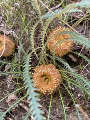 Banksia dallanneyi