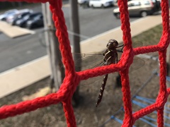 Adversaeschna brevistyla