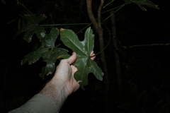 Brachychiton acerifolius