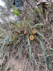 Banksia dallanneyi