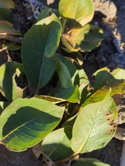 Salix arctica