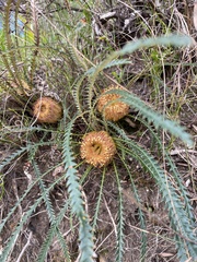 Banksia dallanneyi