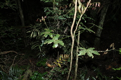 Brachychiton acerifolius