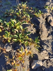 Salix arctica