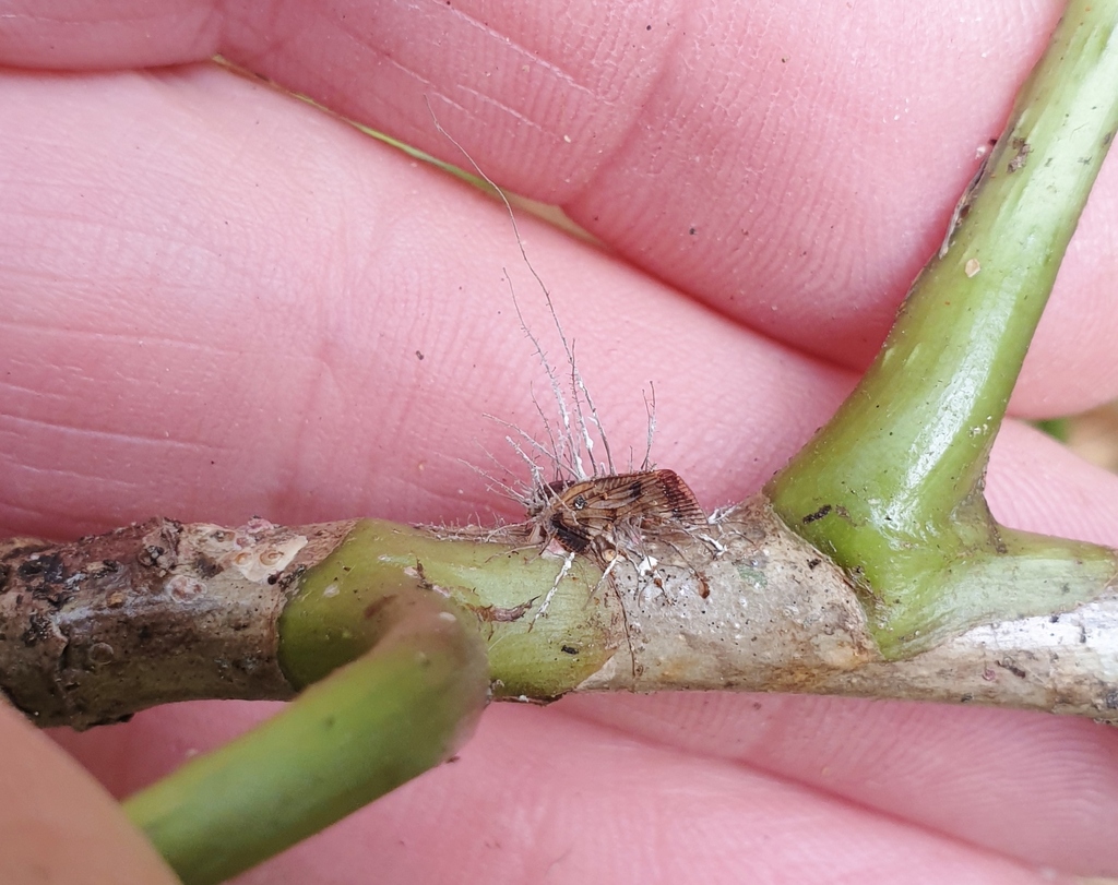 Akanthomyces from Waitākere, Auckland, New Zealand on September 10 ...