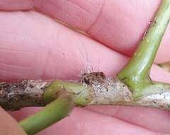 Akanthomyces