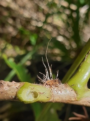 Akanthomyces