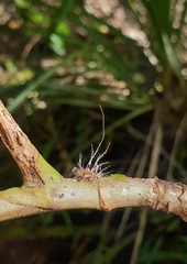 Akanthomyces