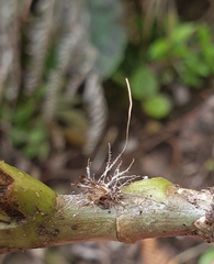 Akanthomyces