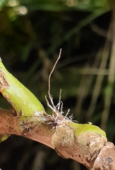 Akanthomyces